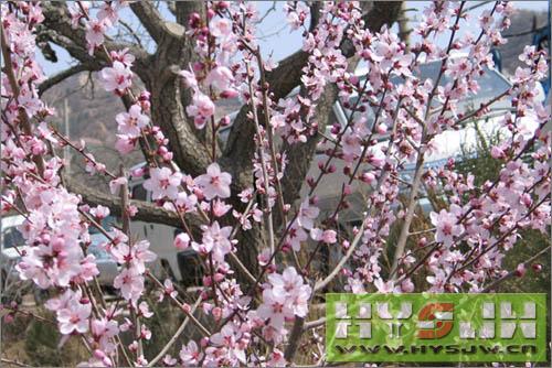 仁壽山公園