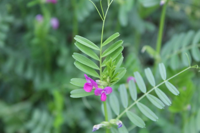 精緻野豌豆