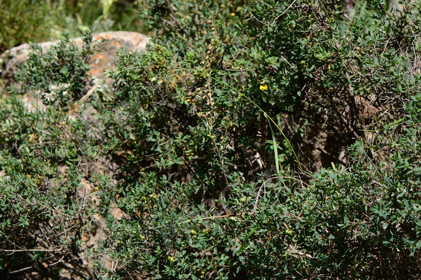 糙毛仲彬草(糙毛鵝觀草（原變種）)