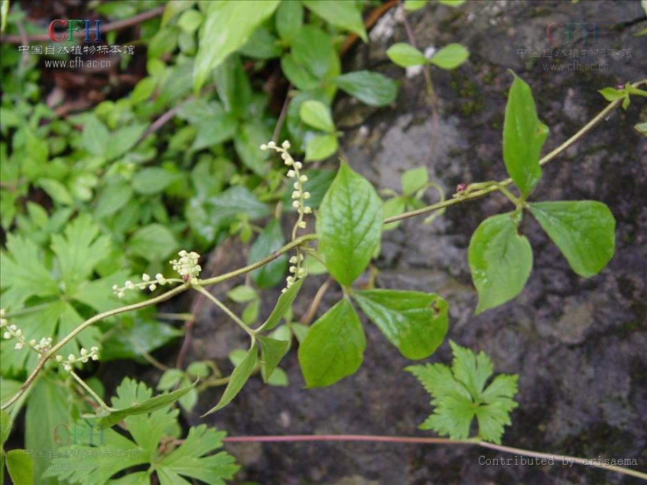 高山薯蕷