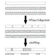 DNA shuffling