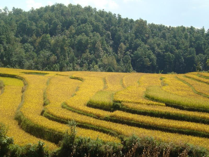 種植業