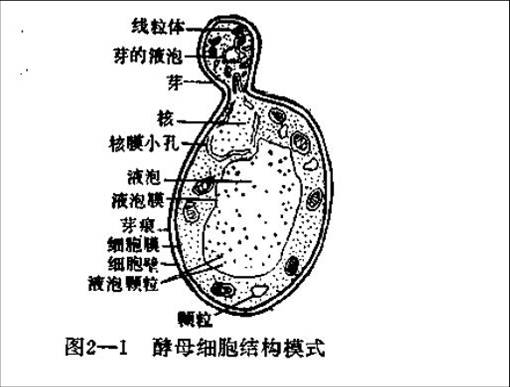 黃酒酵母