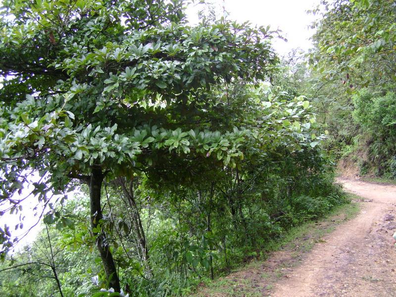 進村路