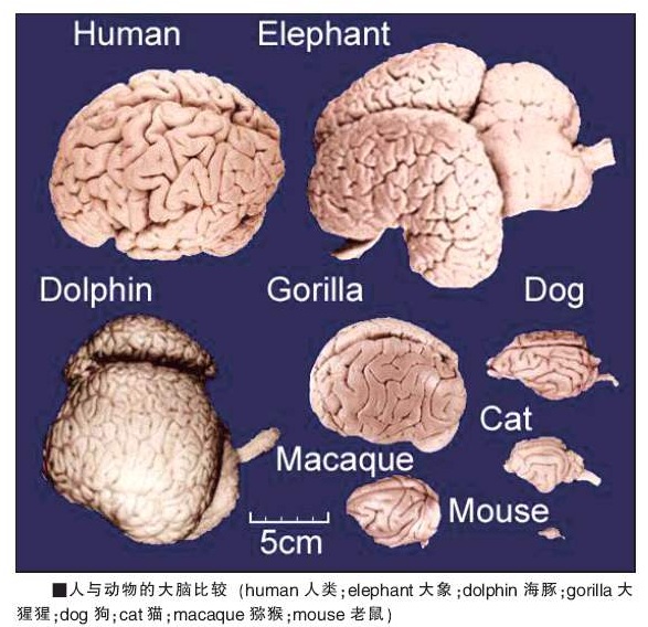 失語症的語言學研究