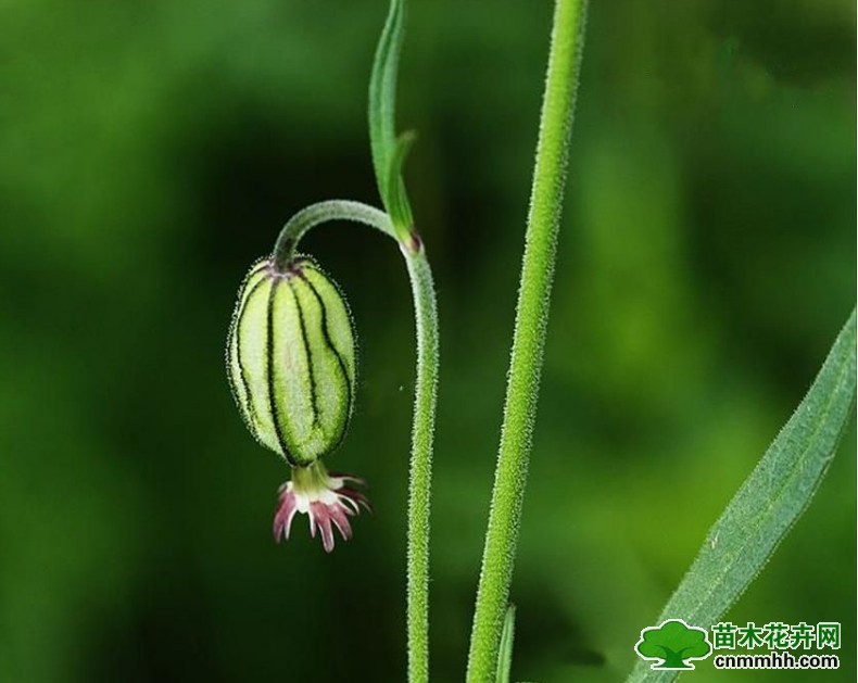 賀蘭山蠅子草