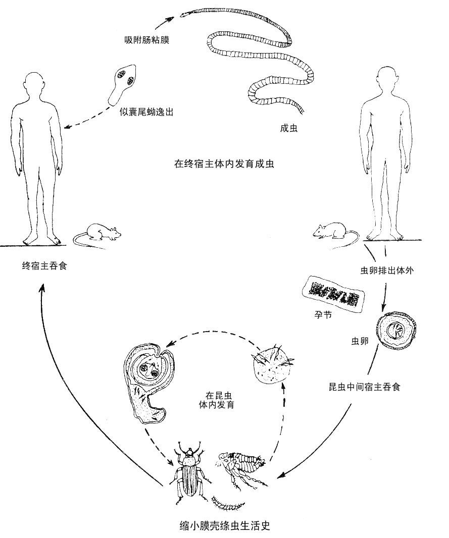 絛蟲