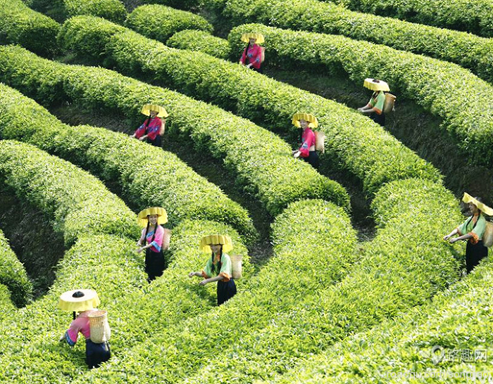 雁南飛茶田度假村