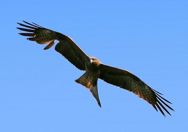 黑鳶南亞亞種