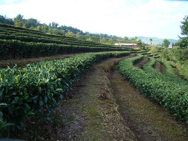 高優茶園