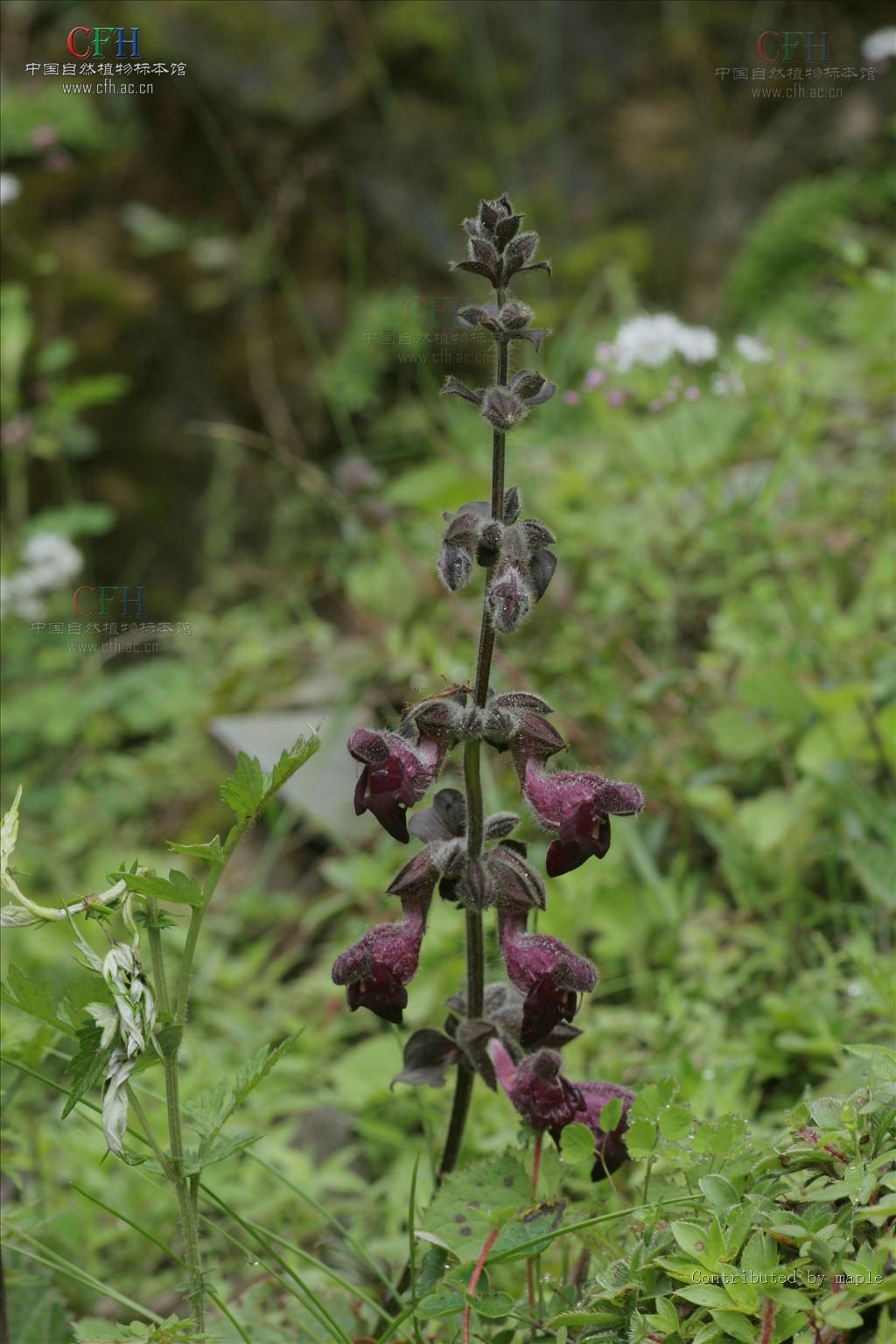 栗色鼠尾草