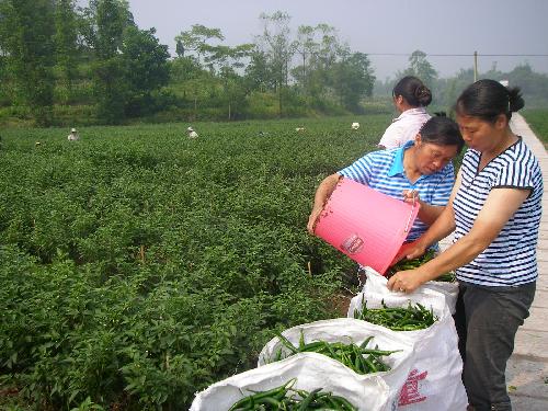 丁家鎮農民正在採摘海椒