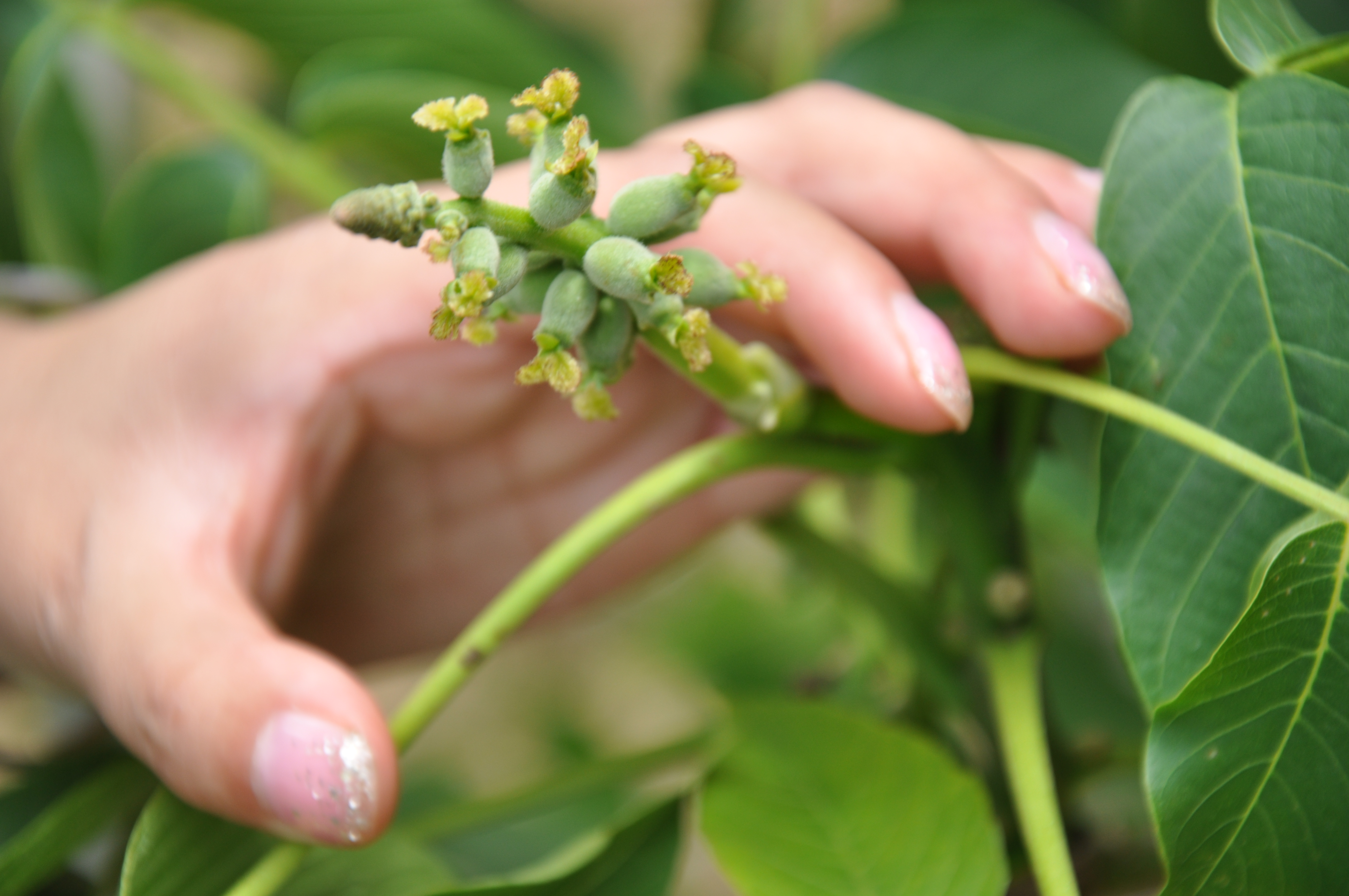 川早2號核桃苗掛果現象