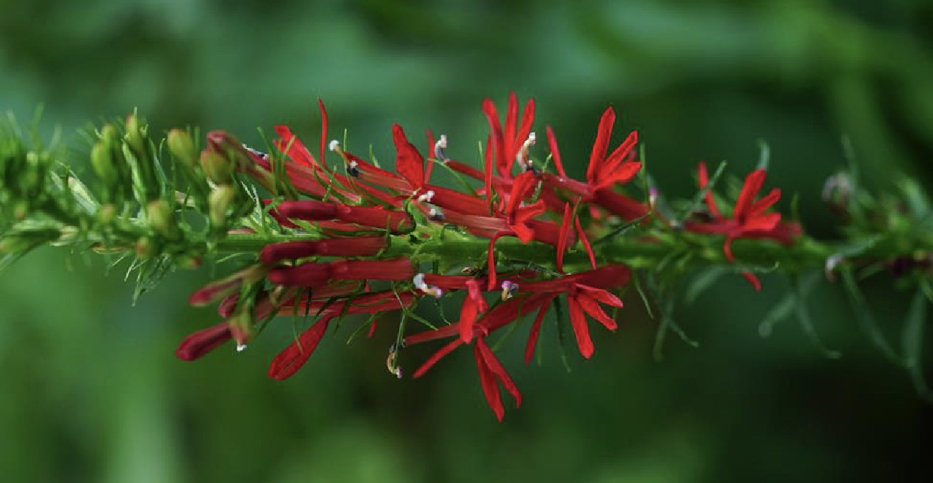 紅花山梗菜