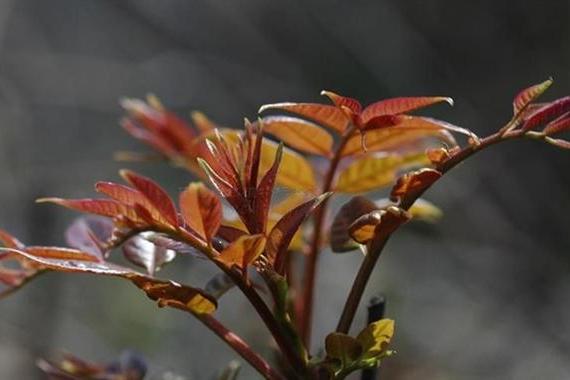 芮城香椿