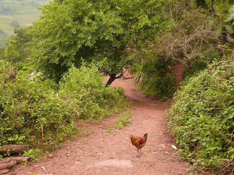 村內道路