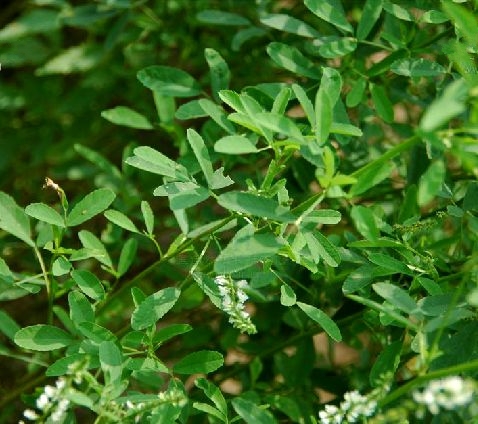 白花草木犀(白花草木樨)