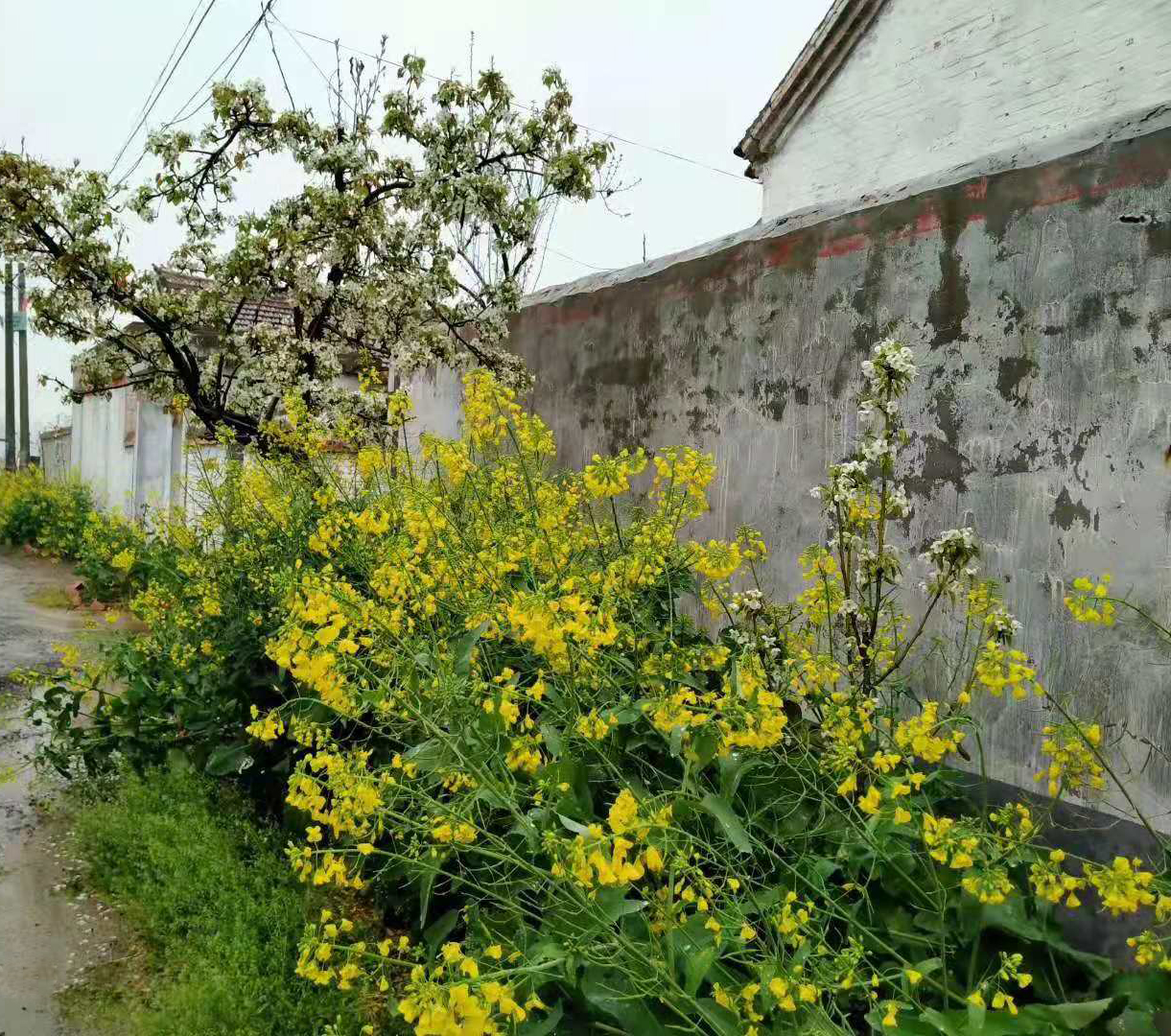 下橋胡莊