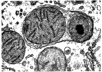 AUTOPHAGY