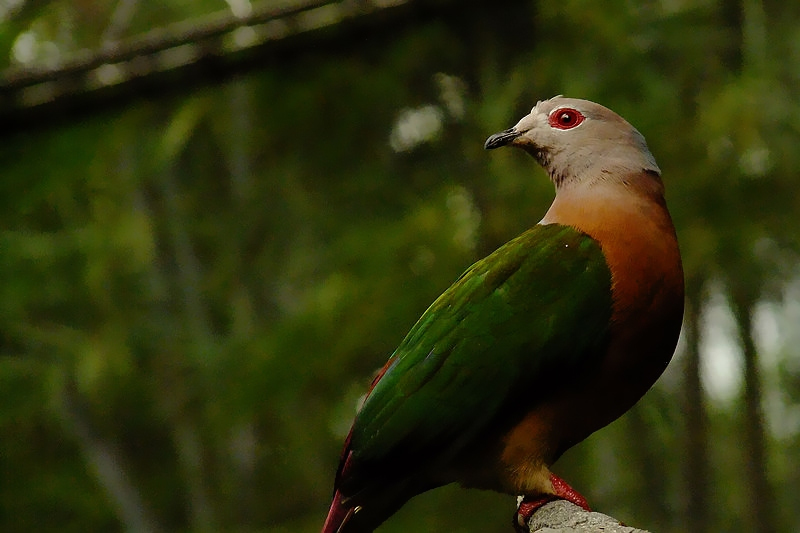 裸眶山鳩