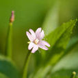 沼生柳葉菜(桃金孃目柳葉菜屬植物)