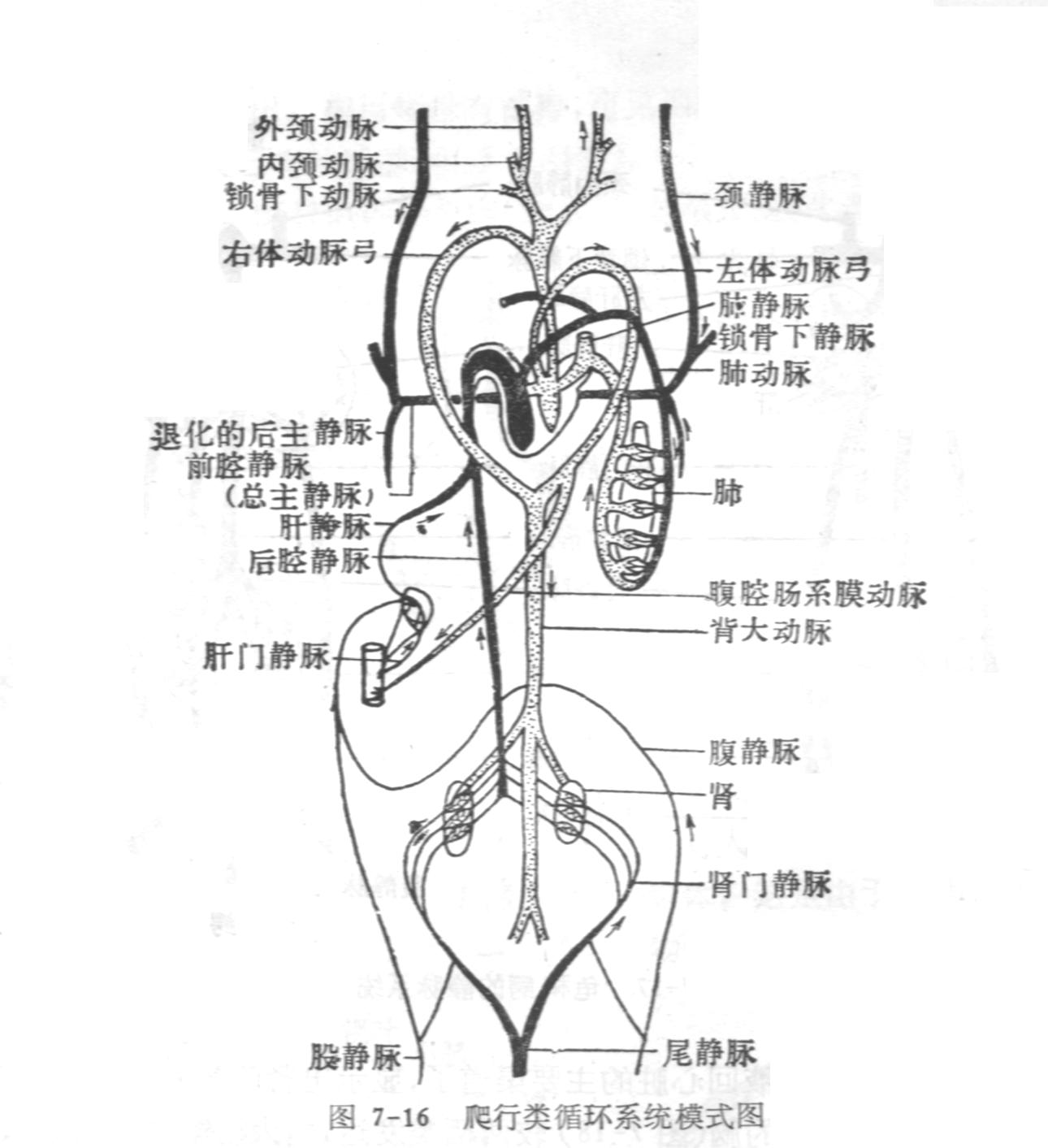 羊膜囊