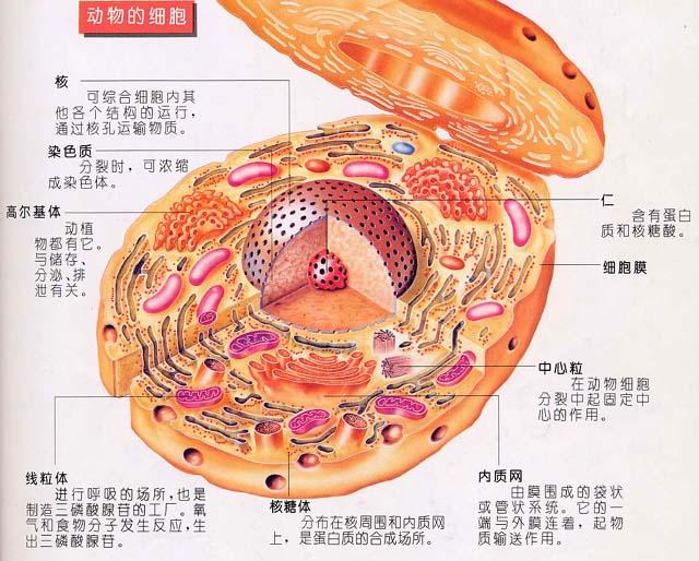 動物細胞