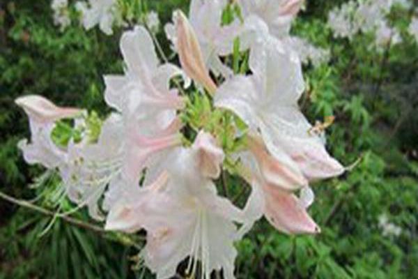 Rhododendron \x27White Lights\x27