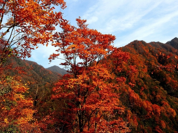 巴中光霧山紅葉節