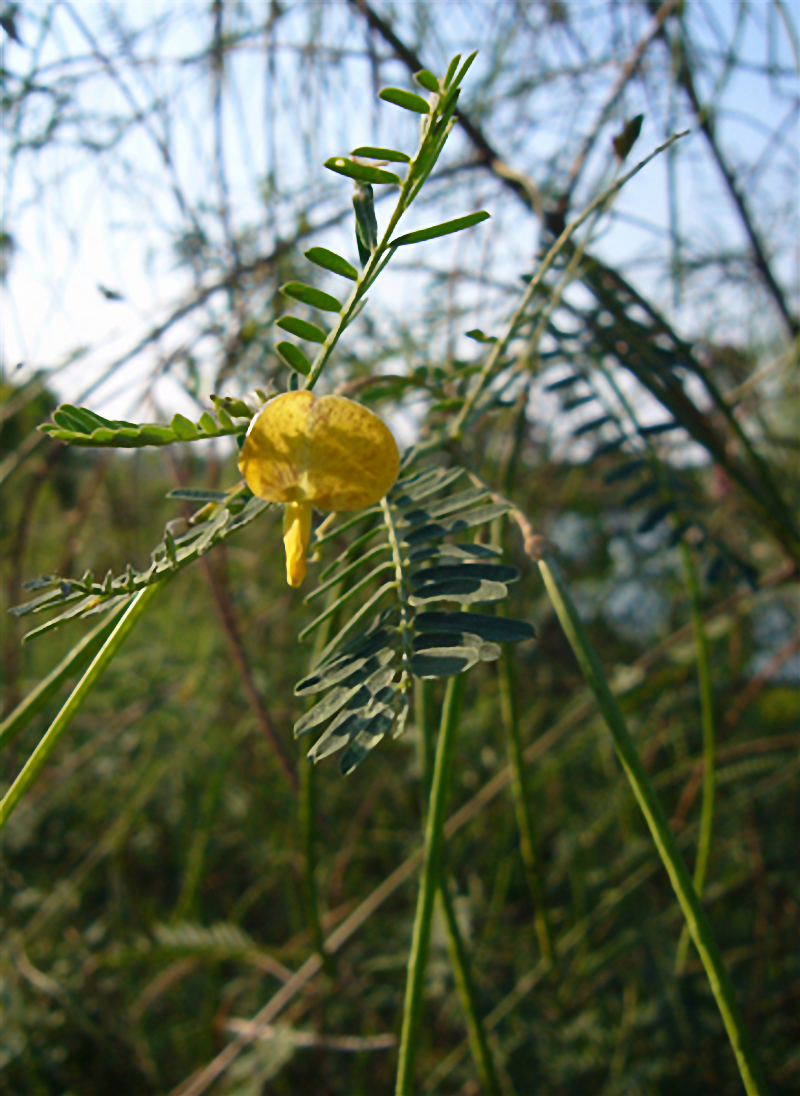 田菁(鹹菁)