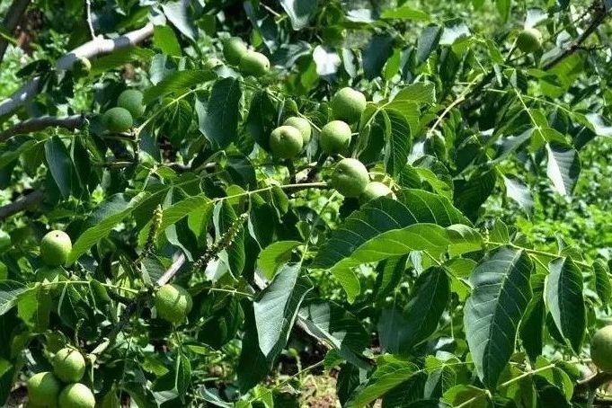 石門縣壺瓶山鄉黃連棚村泡核桃