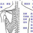 頸百勞穴