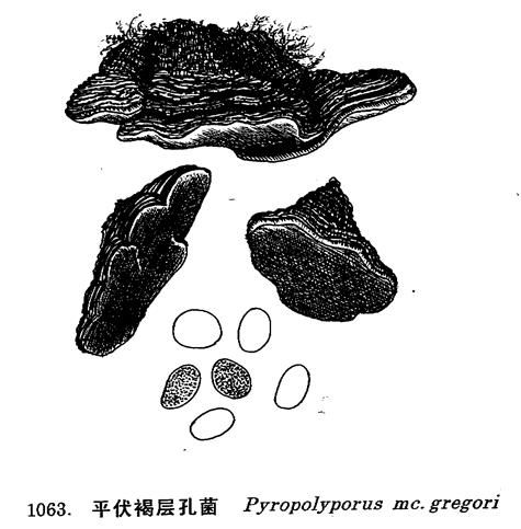 平伏褐層孔菌