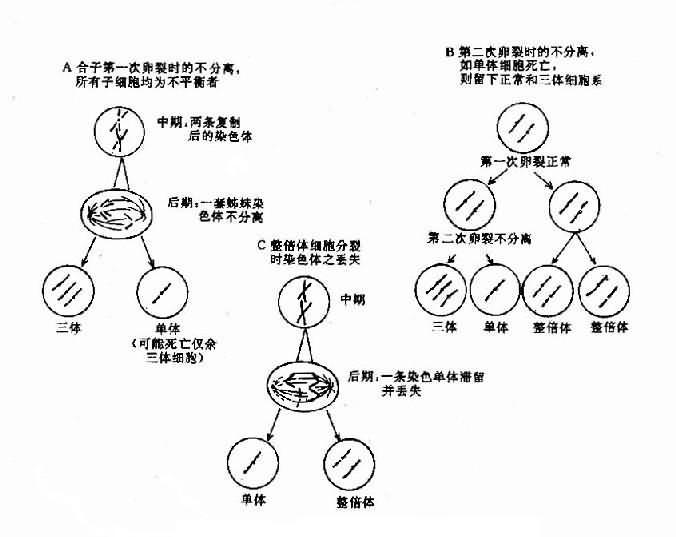 染色體內畸變