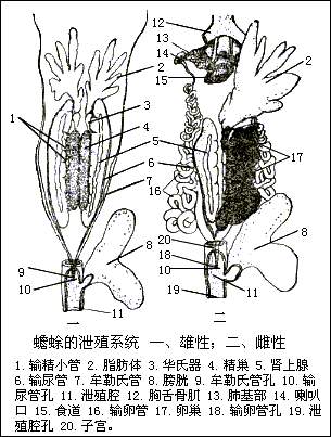 解剖圖