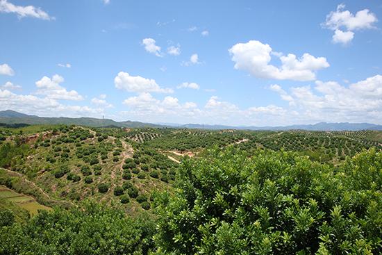 三洲鎮萬畝楊梅基地