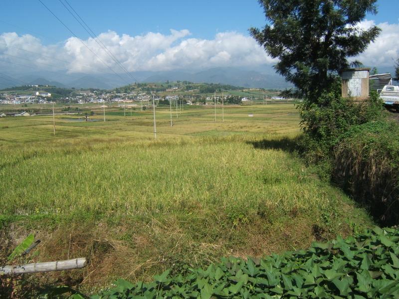 忙慕自然村水田