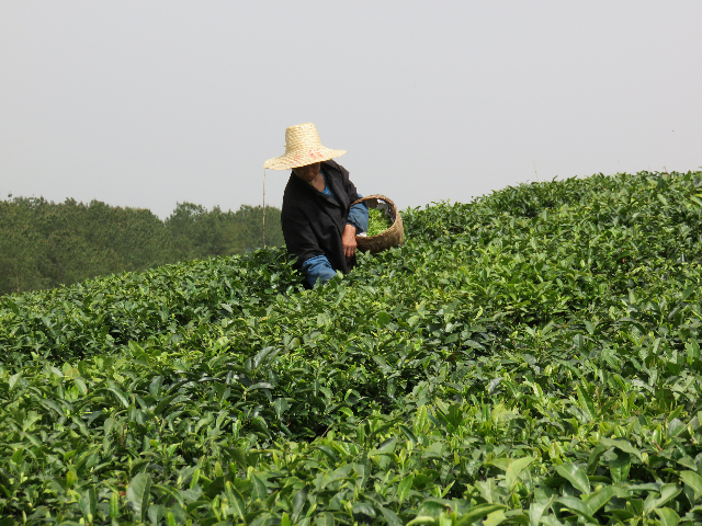 玉泉仙人掌茶