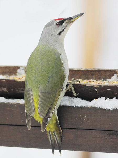 灰頭啄木鳥東北亞種