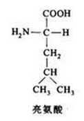 亮氨酸