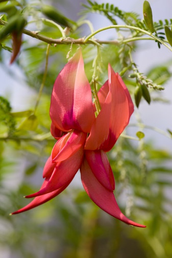 Clianthus puniceus Roseus syn Flamingo