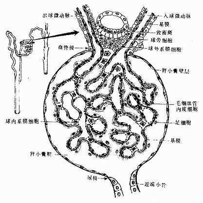 連線複合體