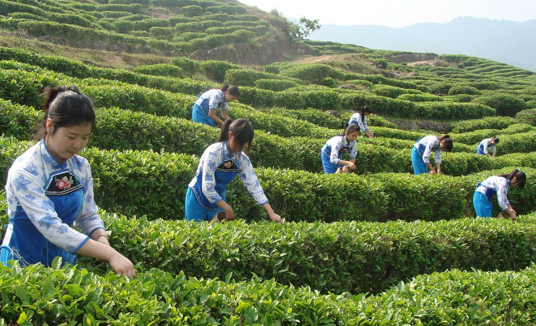 客家姑娘在採茶