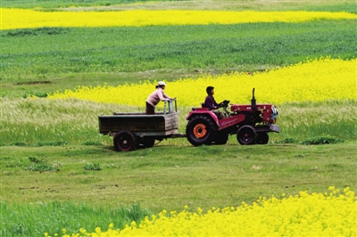 2013年林芝縣布久鄉田野上的油菜花