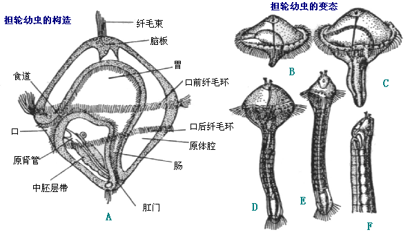 環節動物門