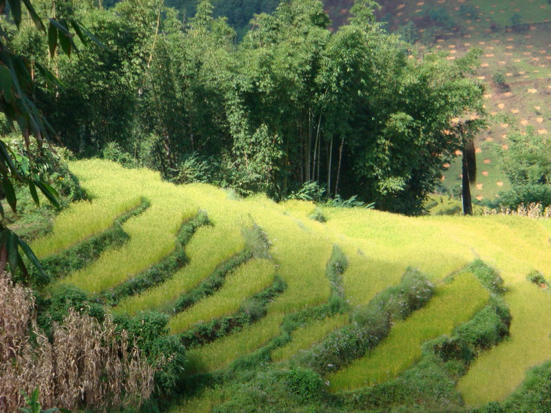 稻田