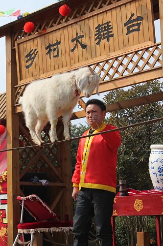 山羊走鋼絲