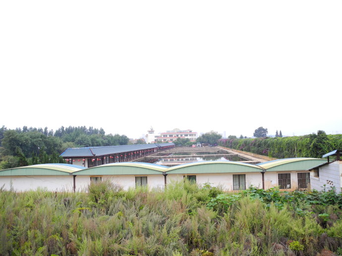 大水塘村(雲南昆明市呈貢區吳家營街道下轄村)