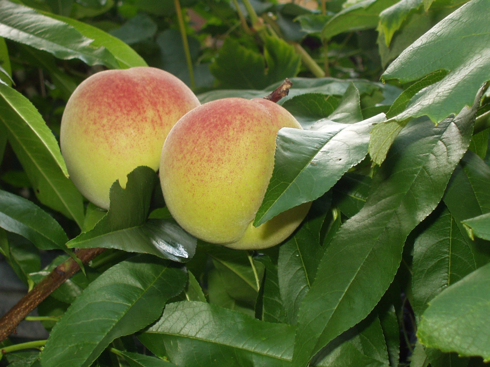 意富加牟豆美