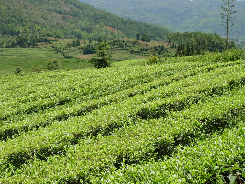 生態茶園